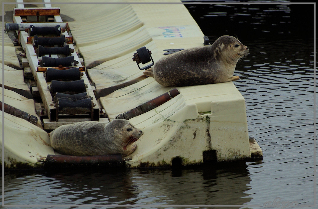 20130111_1212zeehondjes_Seaport (2) Pentax K10 300mm