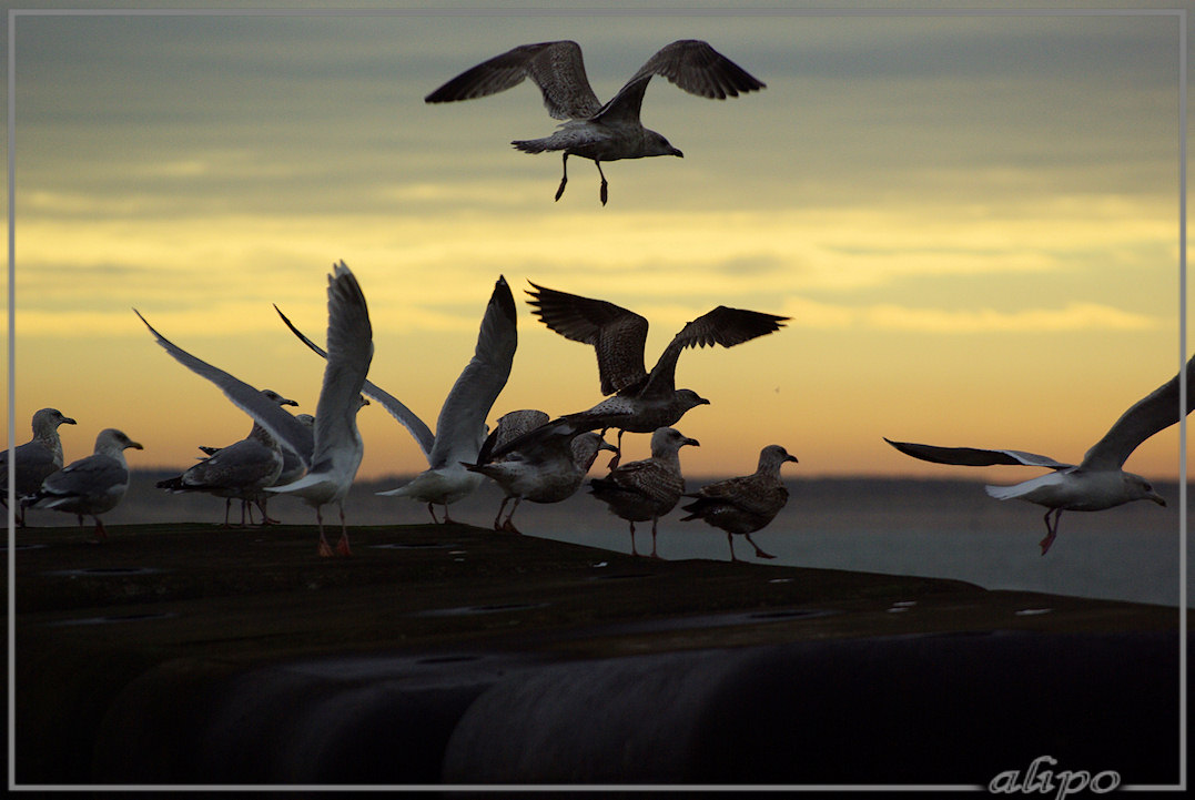 20130111_1229meeuwen_pier2 Pentax K10 300mm