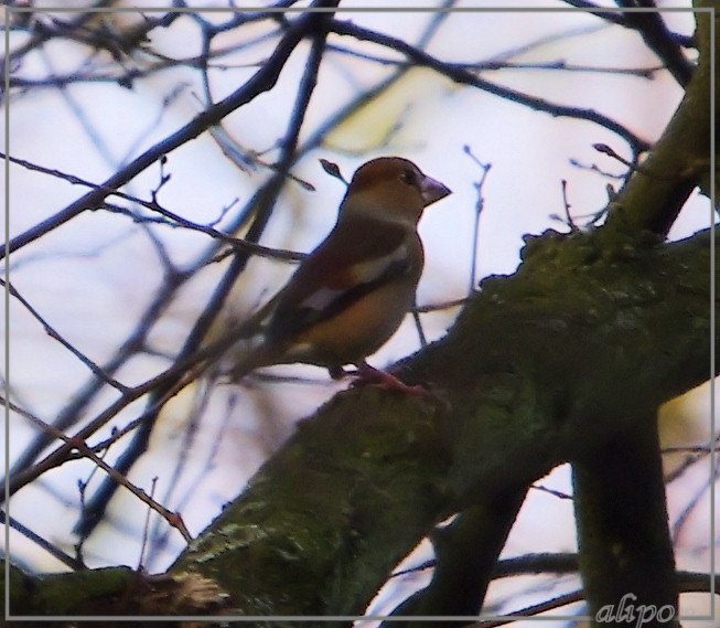 20130112_1421appelvink_Velserbeek3 Pentax K5 400mm