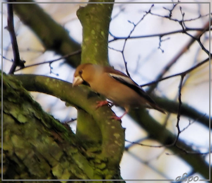 20130112_1421appelvink_Velserbeek5 Pentax K5 400mm