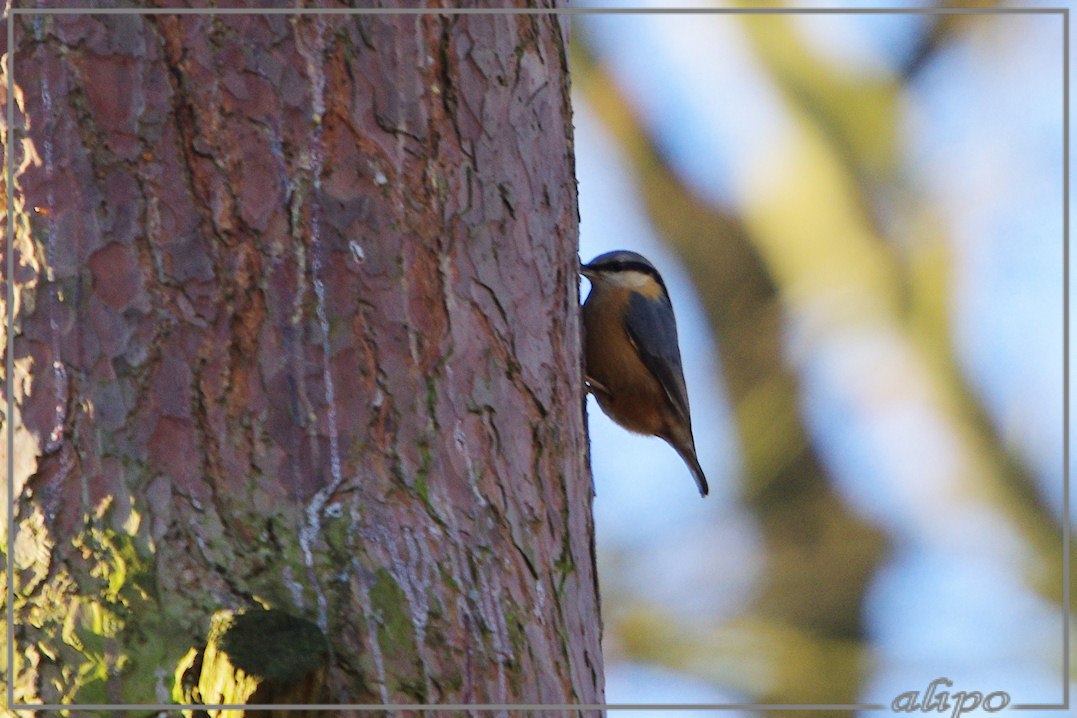 20130113_1221boomklever_Velserbeek Pentax K5 400mm