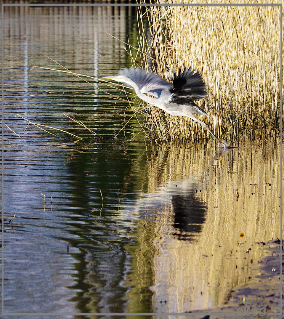 20130113_1348blauwe_reiger_Waterloo2 Pentax K5 400mm