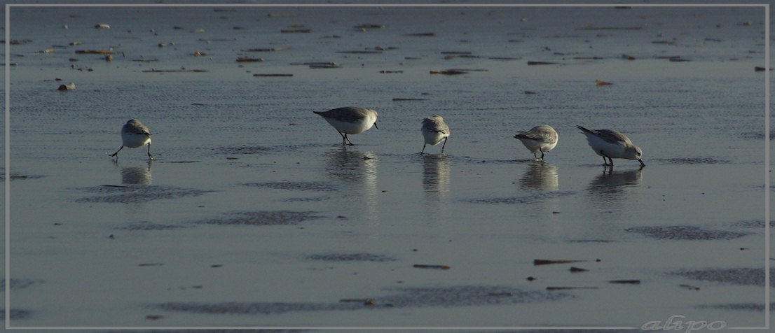 20130131_1436drieteenstrandlopers_strand Pentax K10D 300mm