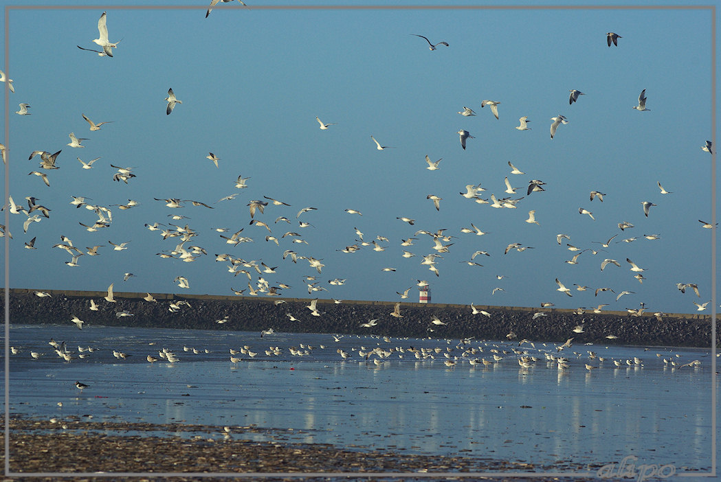 20130131_1546meeuwen_strand Pentax K10D 300mm