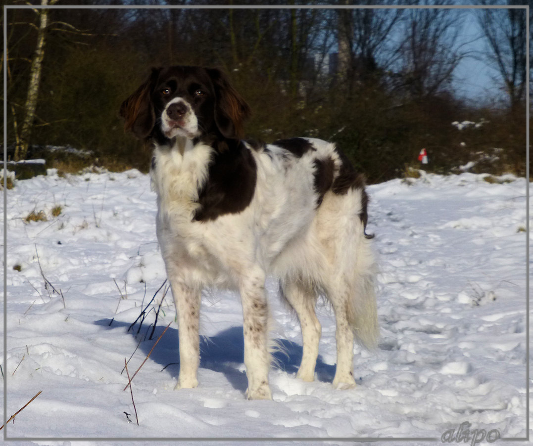 20130206_1222Stella_sneeuw_station_oost2 Lumix TZ30