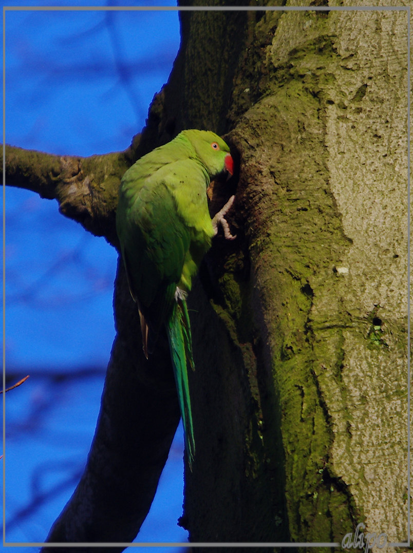 20130206_1622halsbandparkiet_Velserbeek (5) Pentax K5 400mm