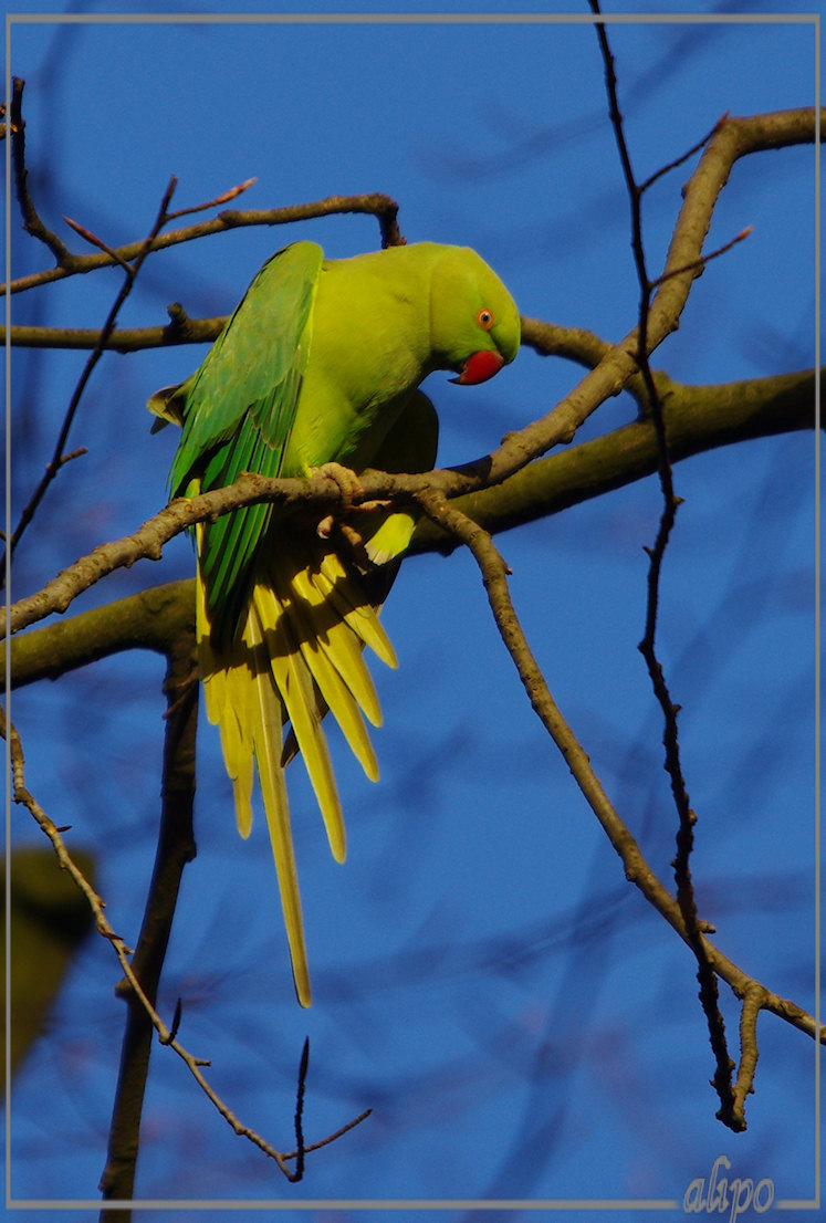 20130206_1622halsbandparkiet_Velserbeek (7) Pentax K5 400mm