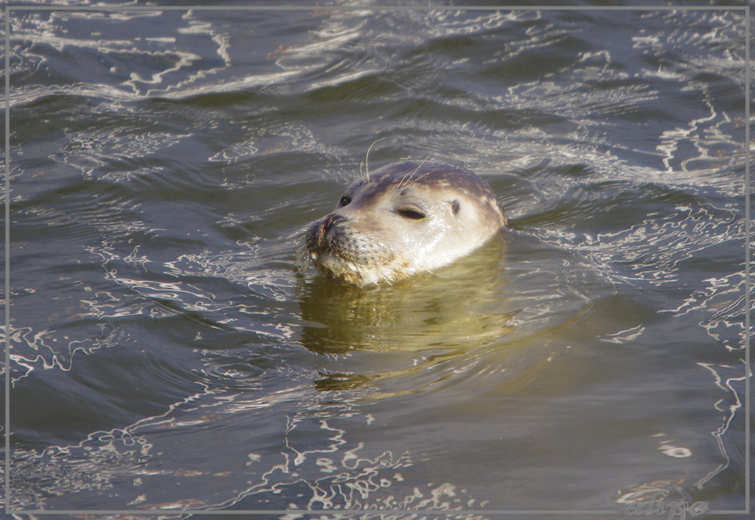 20130208_1502zeehond_Seaport Pentax K5 400mm