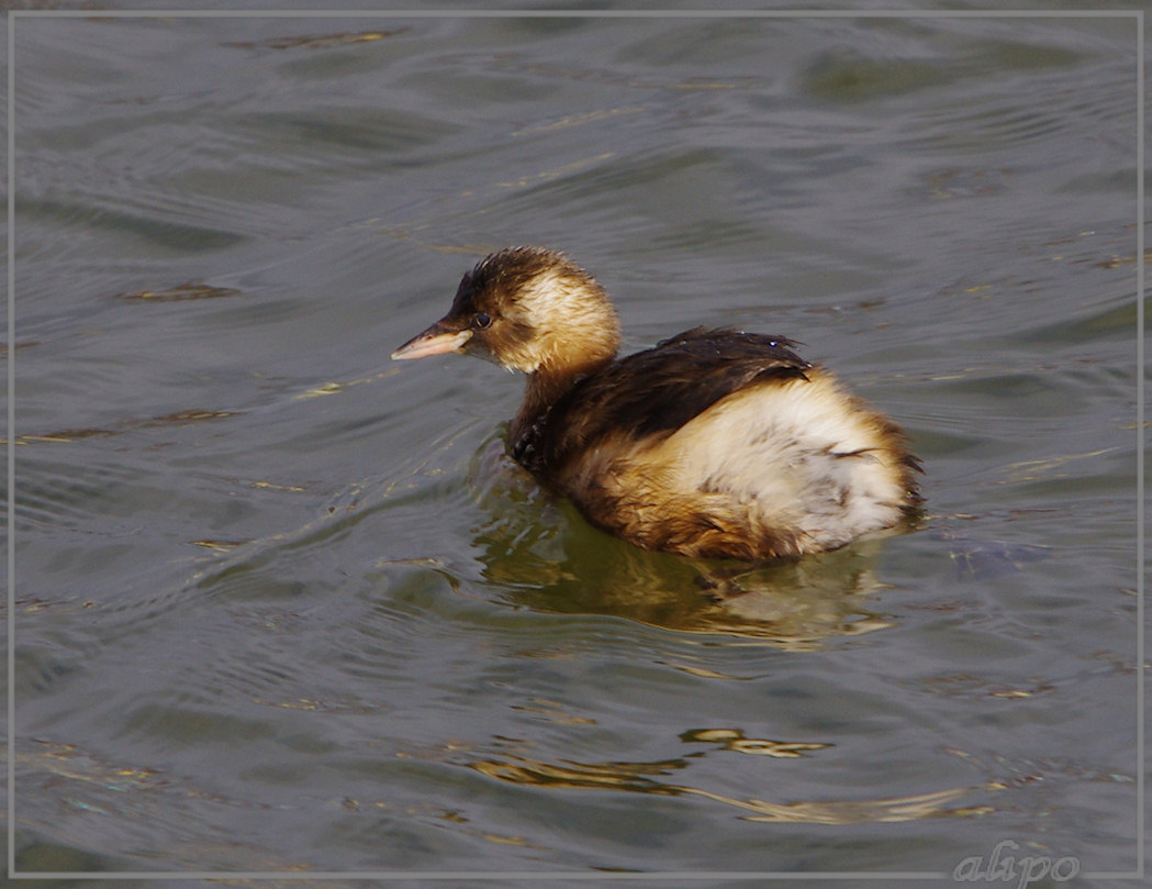 20130208_1506dodaars_Seaport7 Pentax K5 400mm