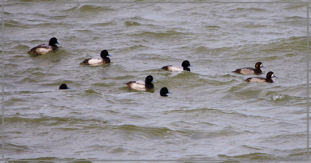 20130208_1518toppers_zuidpier5 Pentax K5 400mm