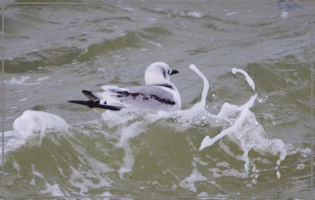 20130208_1521drieteenmeeuw_zuidpier2 Pentax K5 400mm