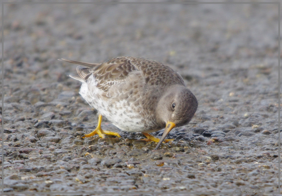 20130208_1533paarse_strandloper_zuidpier3 Pentax K5 400mm