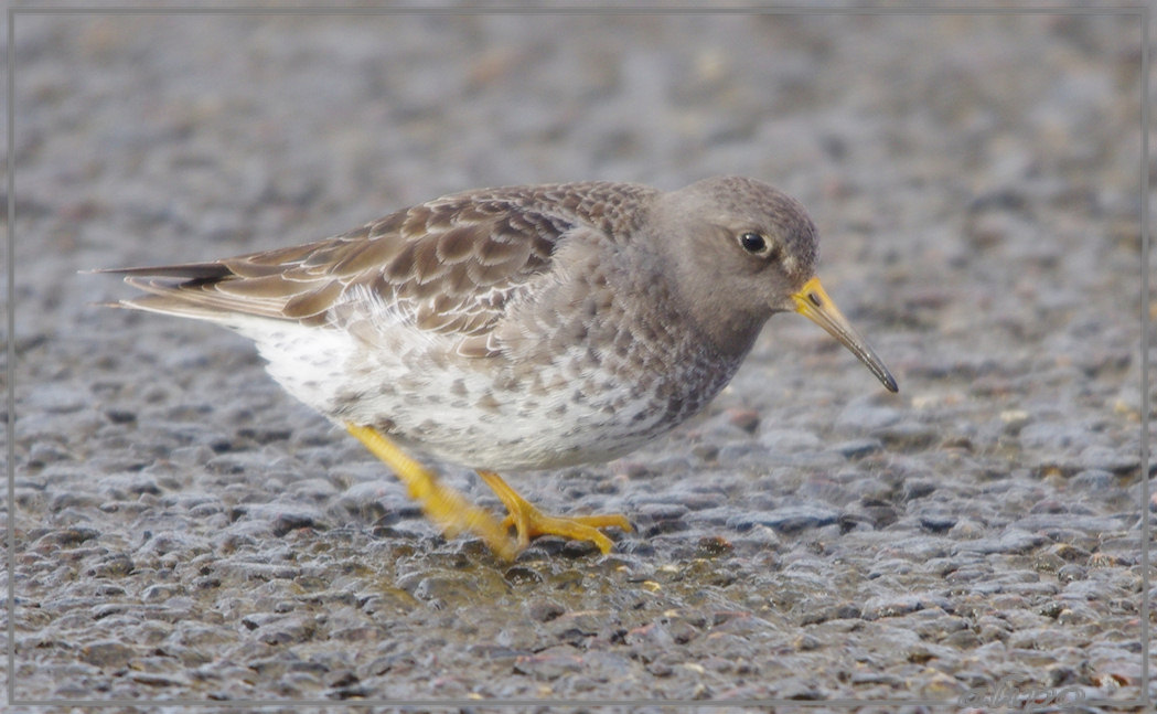 20130208_1533paarse_strandloper_zuidpier7 Pentax K5 400mm