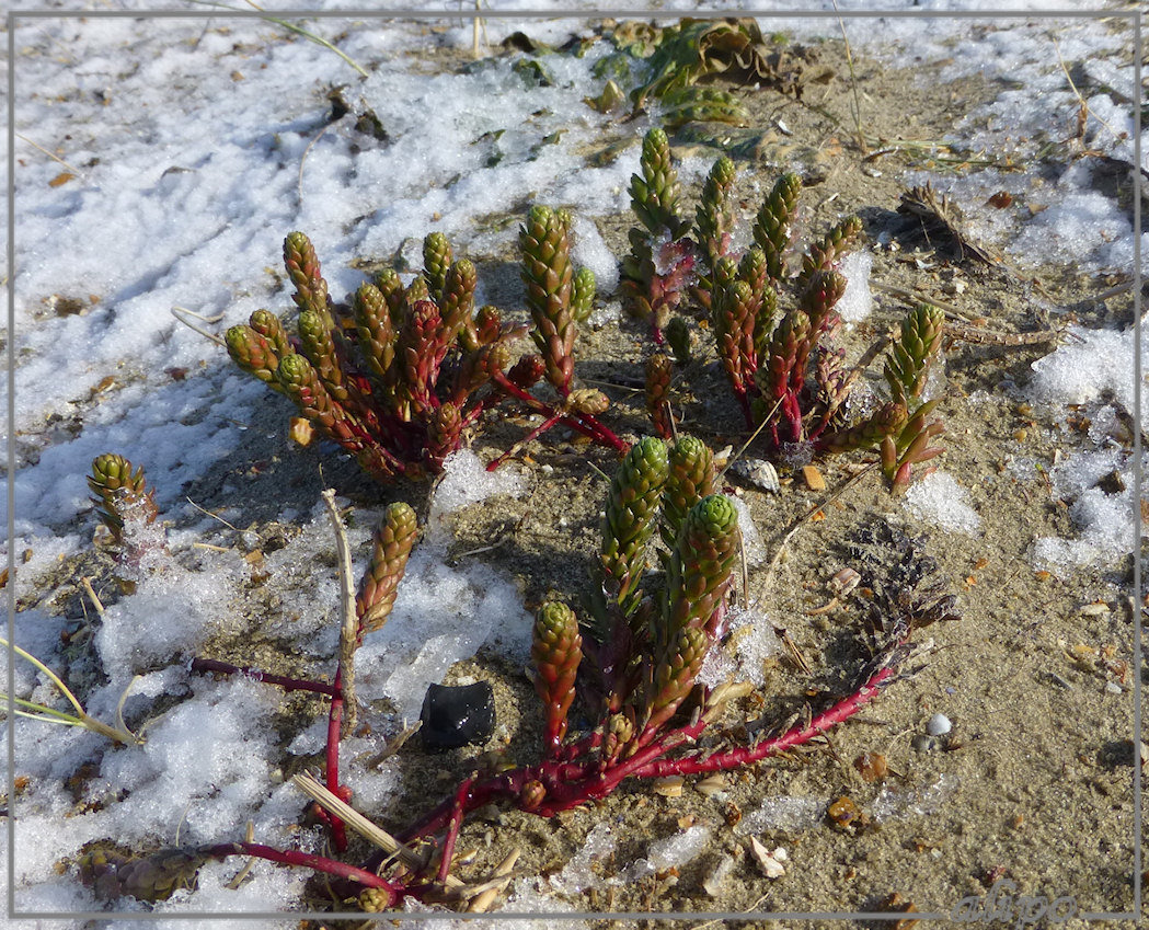 20130210_1226zeewolfsmelk_fietsenstalling_strand2 Lumix TZ30