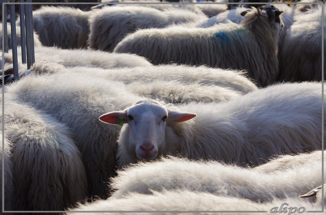 20130212_1446schapen_duinen (5) Pentax K5 400mm