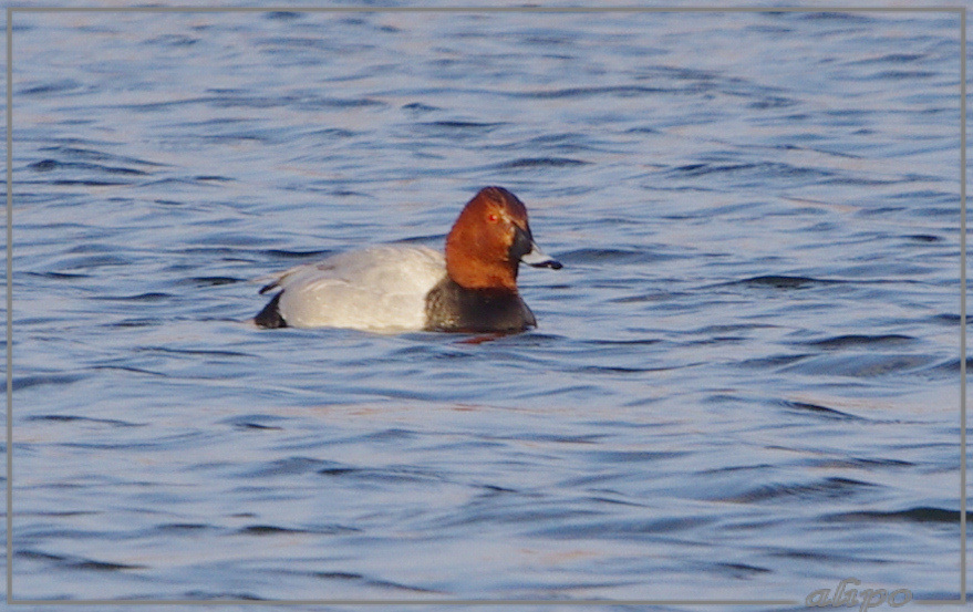 20130212_1545tafeleend_Vogelmeer Pentax K5 400mm