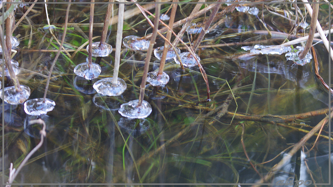 20130212_1550ijs_langs_takken_Vogelmeer3 Pentax K5 400mm