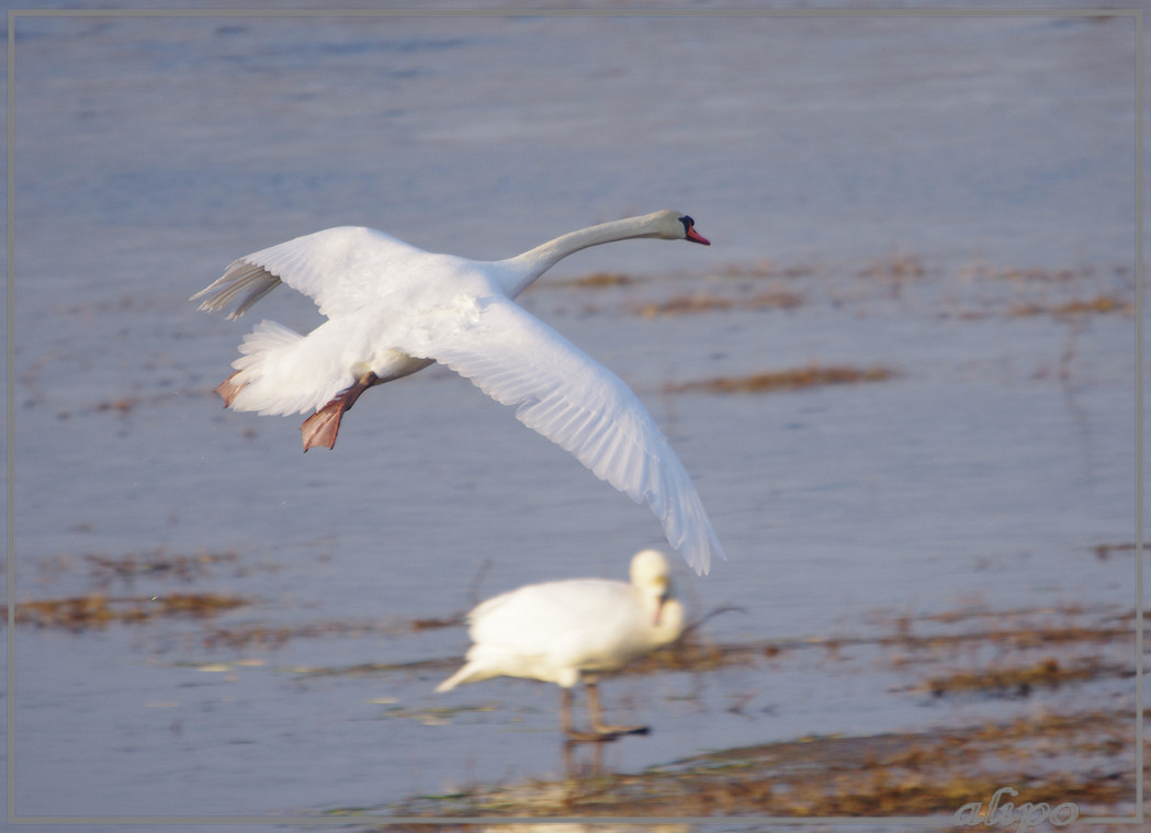 20130212_1617zwaan_Vogelmeer Pentax K5 400mm