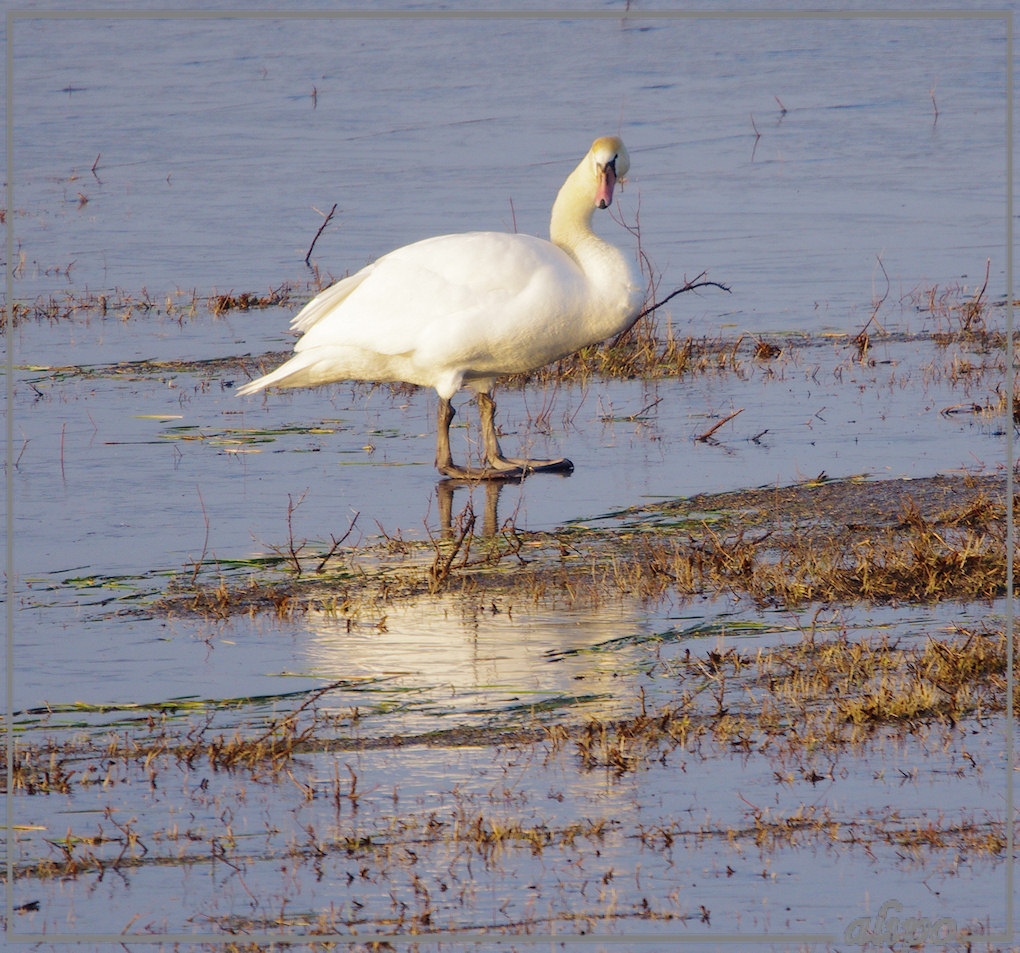 20130212_1618zwaan_Vogelmeer2 Pentax K5 400mm