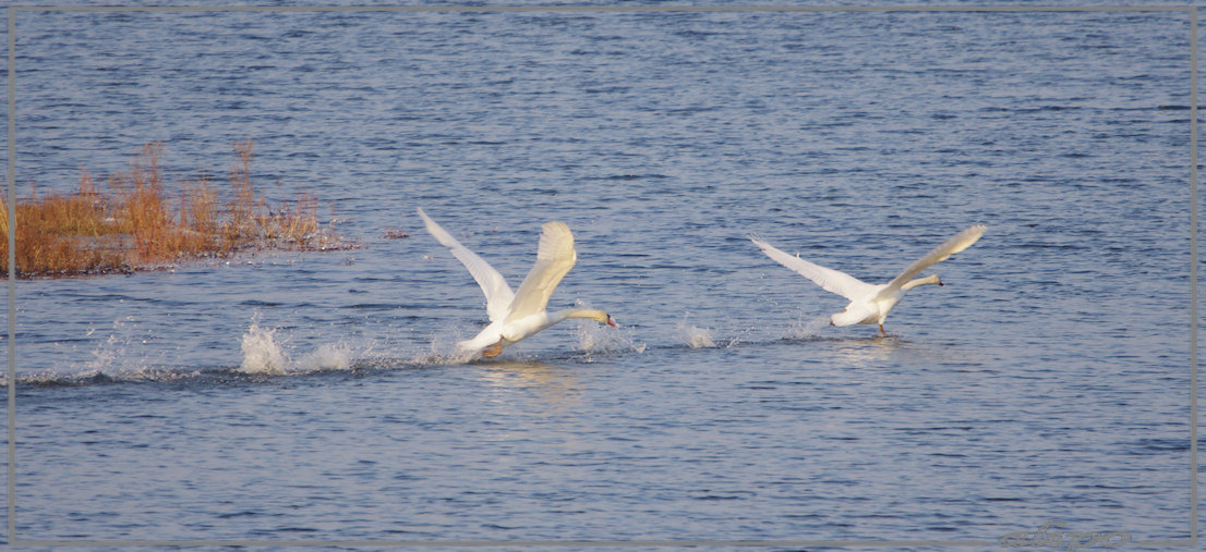 20130212_1620zwanen_Vogelmeer8 Pentax K5 400mm