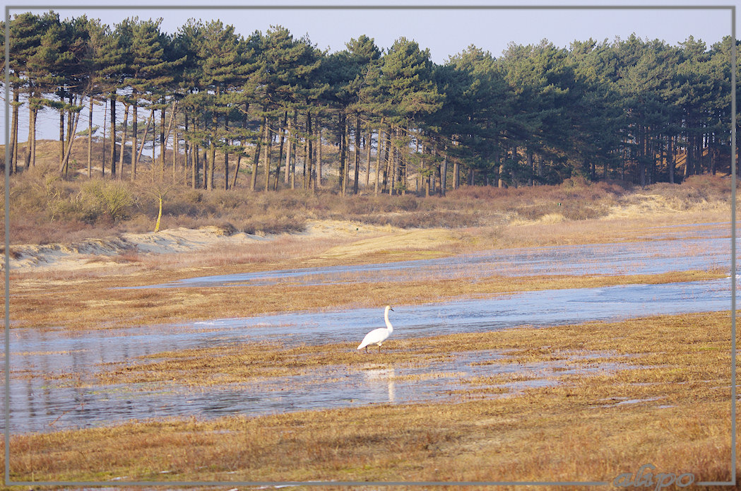 20130212_1624zwaan_Vogelmeer2 Pentax K5 400mm