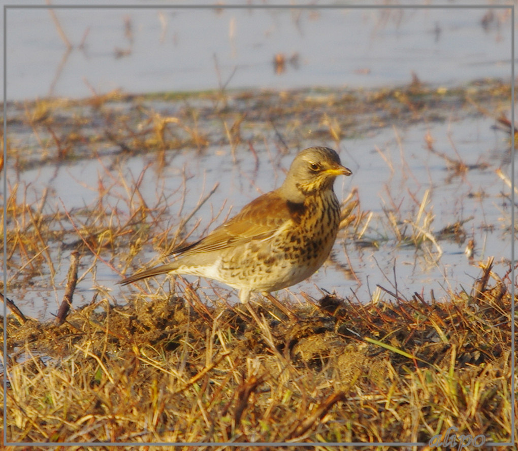 20130212_1625kramsvogel_Vogelmeer (13) Pentax K5 400mm