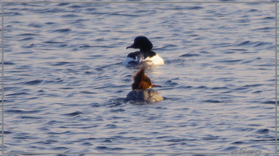 20130212_1630grote_zaagbekken_Vogelmeer2 Pentax K5 400mm