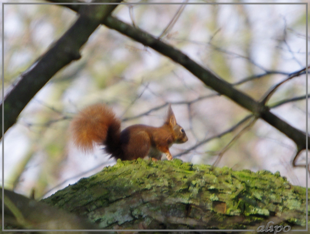 20130213_1334eekhoorntje_Velserbeek Pentax K5 400mm