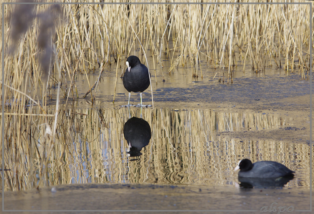 20130213_1406meerkoeten_Velserbeek Pentax K5 400mm