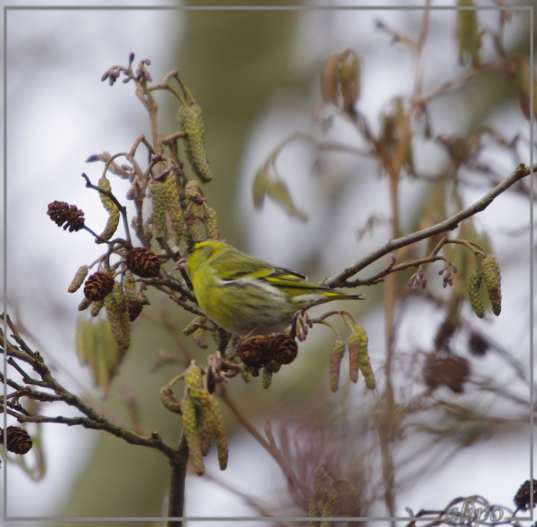 20130215_1418sijsjes_Gruijters (10) Pentax K5 400mm