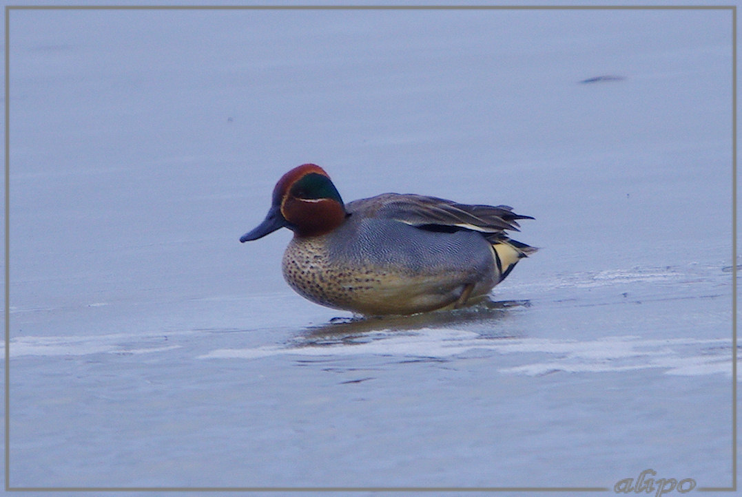 20130215_1435wintertalingen_Gruijters (4) Pentax K5 400mm