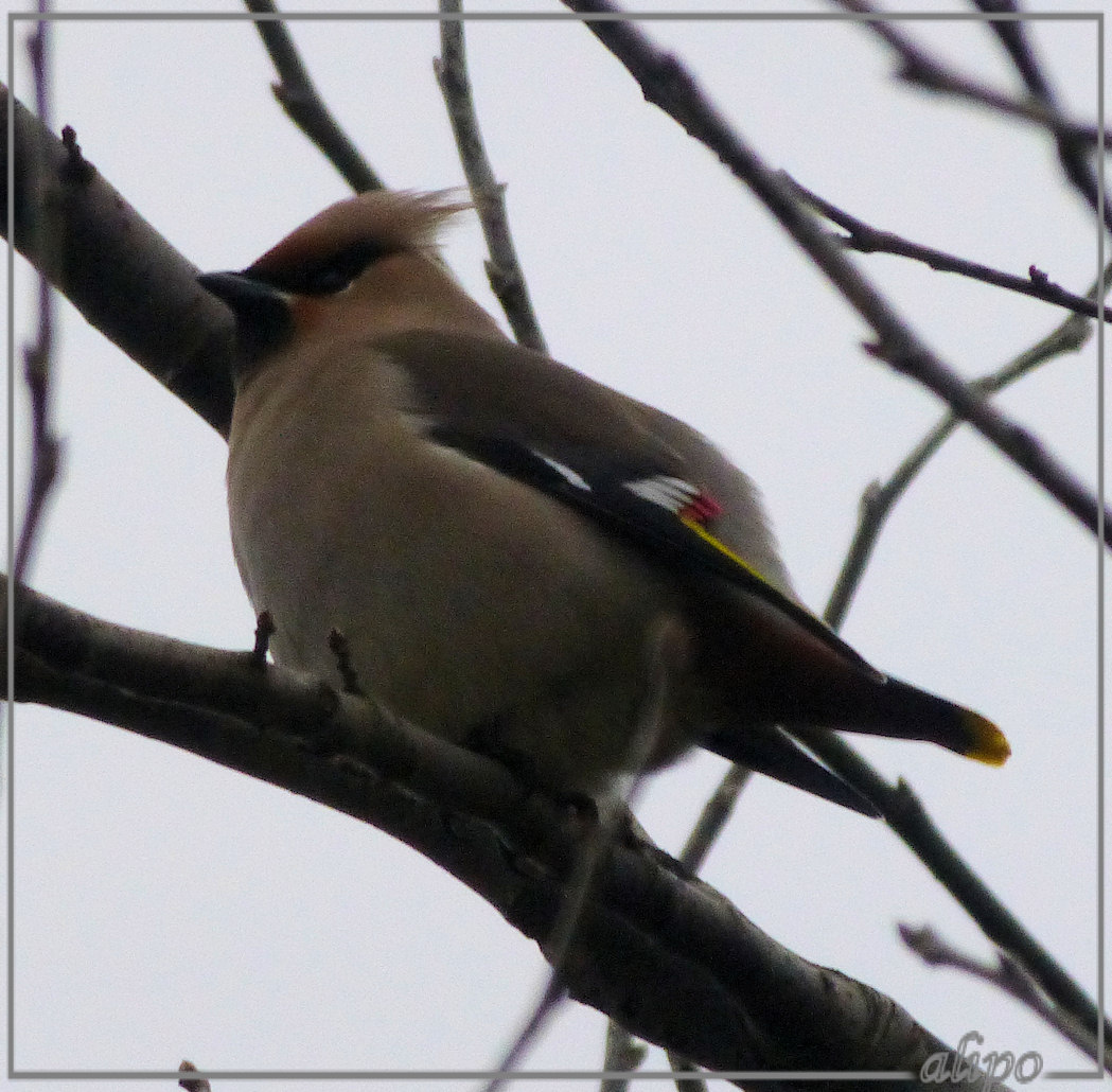 20130215_1729pestvogel_Evertsenstraat3 Lumix TZ30