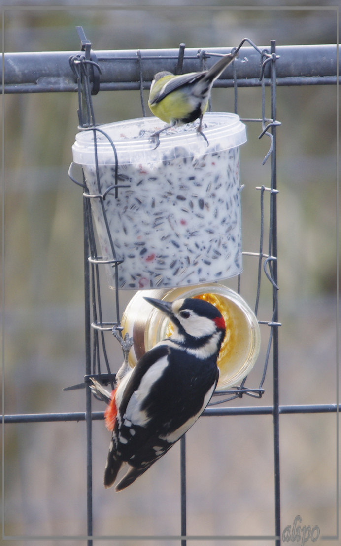 20130218_1608grote_bonte_specht_koolmeesjes_Herenduinen (13) Pentax K5 400mm