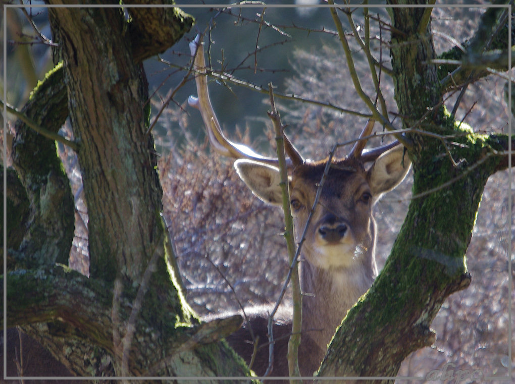 20130313_1535ree_Herenduinen Pentax K5 400mm