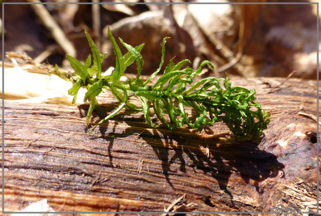 20130313_1552kroesmos_onbekend_Herenduinen2 Lumix TZ30