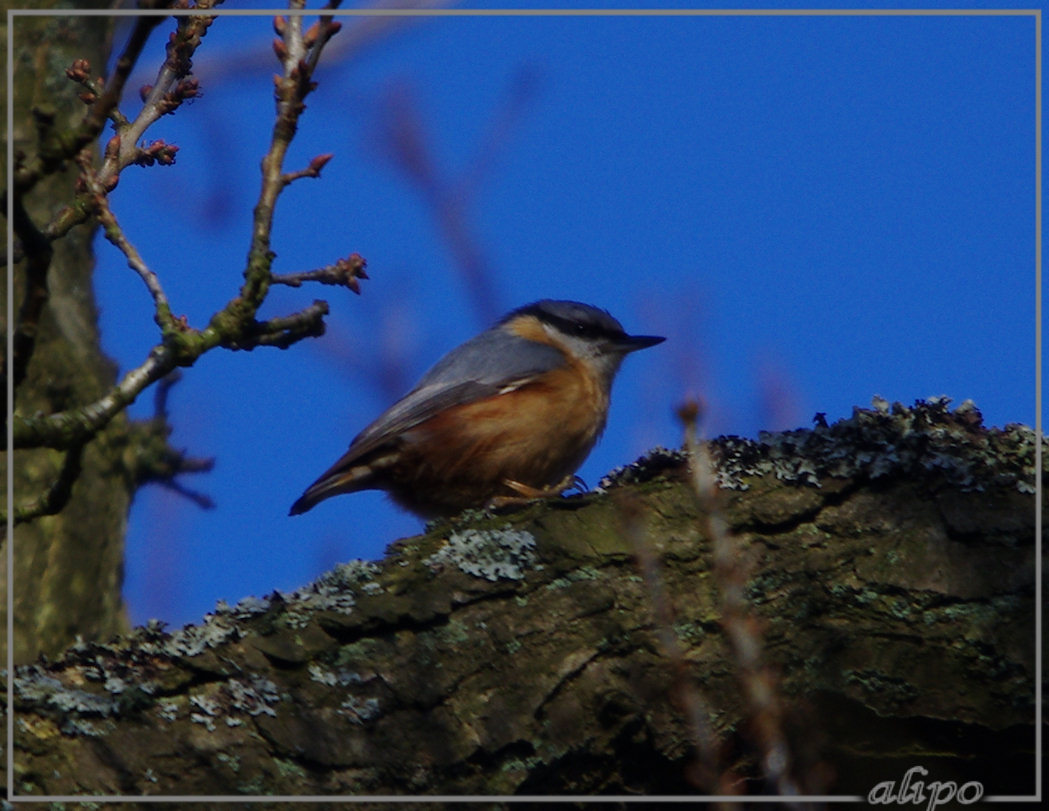 20130313_1625boomklever_Herenduinen Pentax K5 400mm