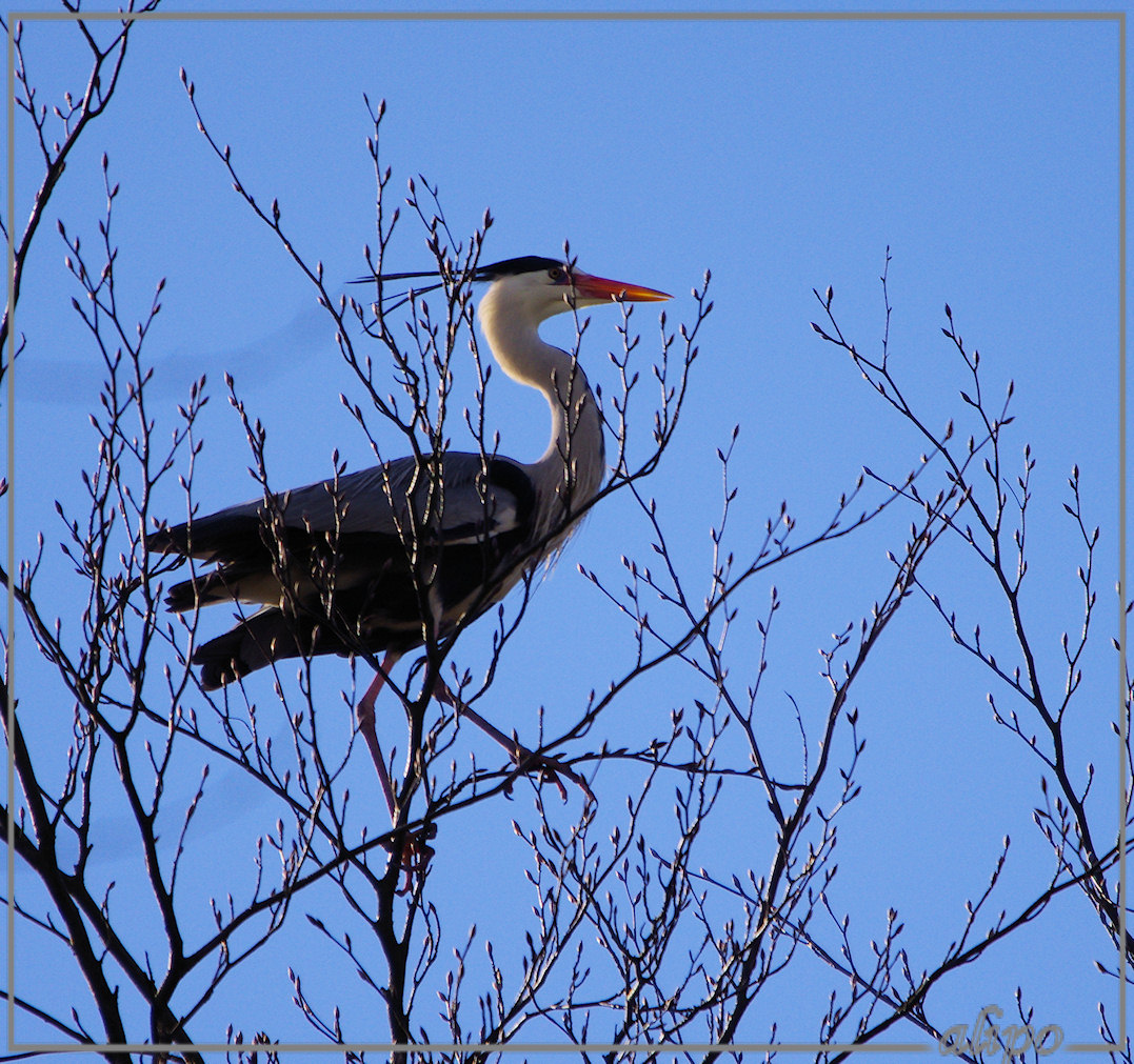 20130314_1553blauwe_reiger_Waterland Pentax K5 400mm