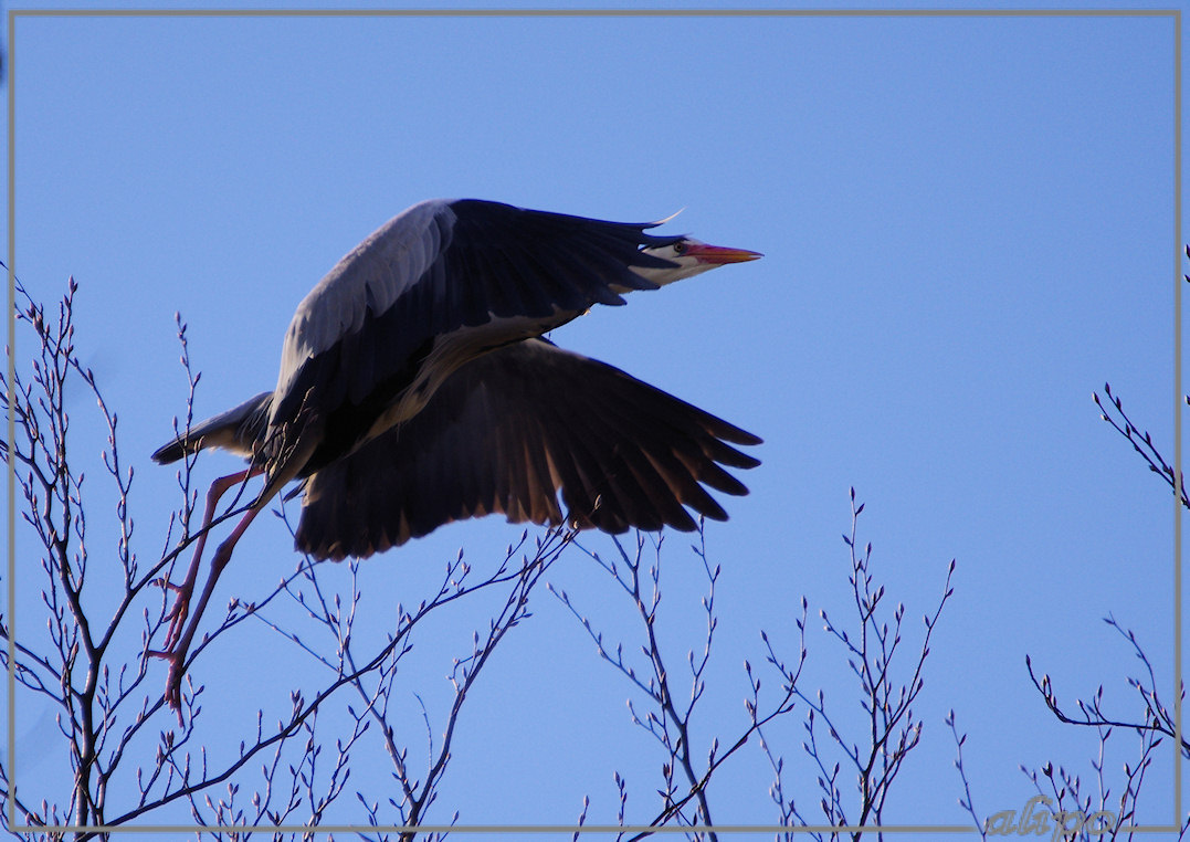 20130314_1553blauwe_reiger_Waterland2 Pentax K5 400mm