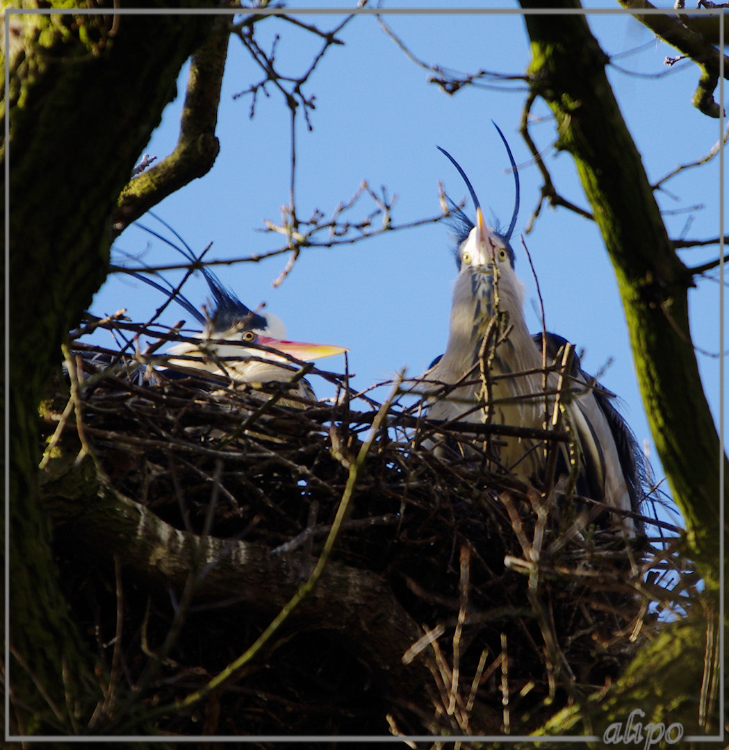 20130314_1559blauwe_reigers_Waterland (4) Pentax K5 400mm