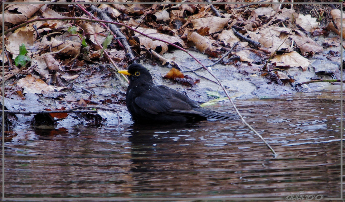 20130318_1347merel_baddert_Velserbeek5 Pentax K5 400mm