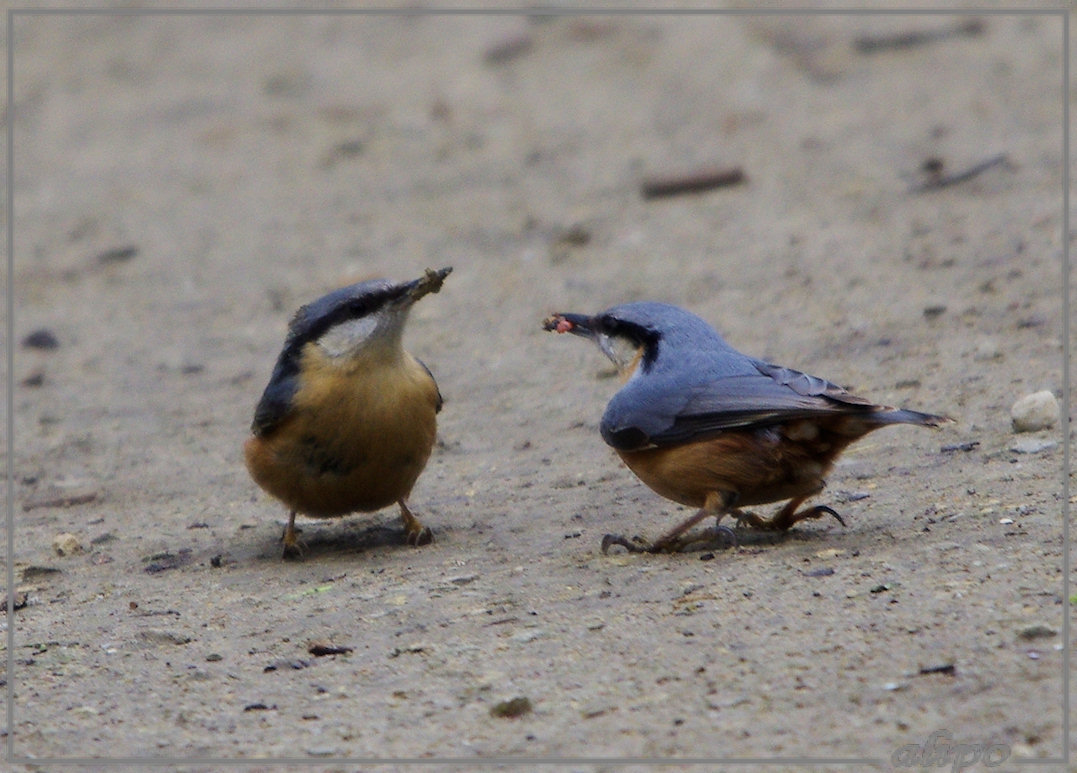 20130318_1401boomklevers_Velserbeek2 Pentax K5 400mm