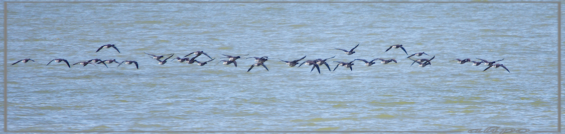 20130321_1426_35_noordelijk_vliegende_rotganzen_pier2 Pentax K5 400mm