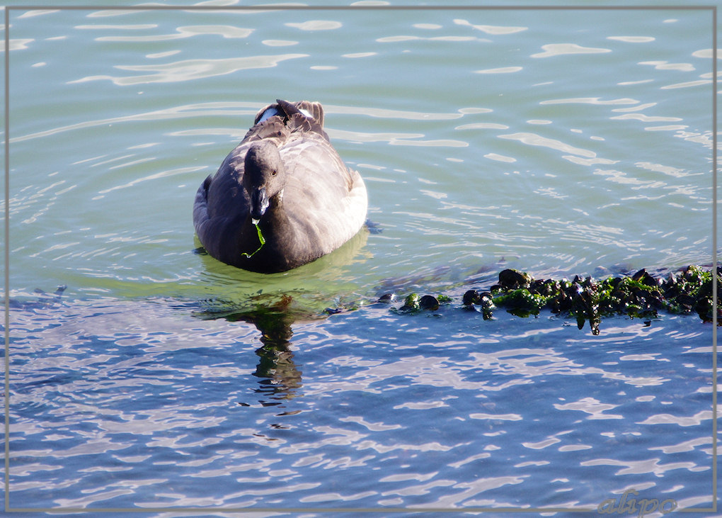 20130321_1438rotgans_pier8 Pentax K5 400mm