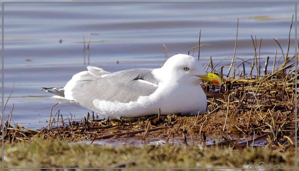 20130321_1522zilvermeeuw_Kennemermeer2 Pentax K5 400mm