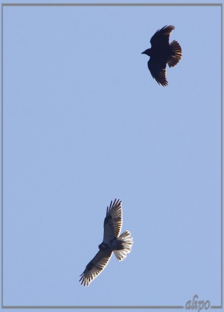 20130321_1524buizerd_en_kraai_Kennemermeer (10)