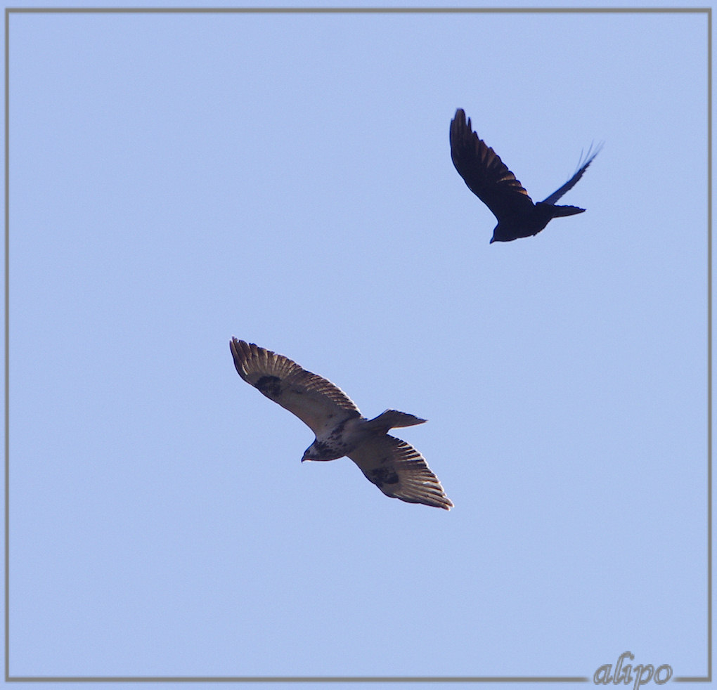 20130321_1524buizerd_en_kraai_Kennemermeer (11)