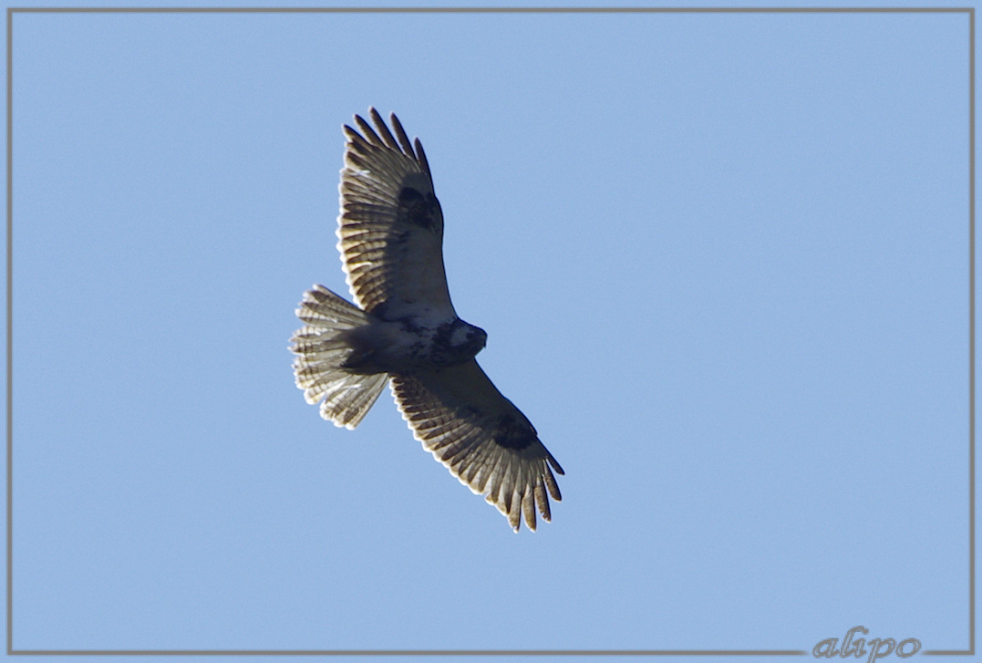 20130321_1524buizerd_en_kraai_Kennemermeer (6) Pentax K5 400mm