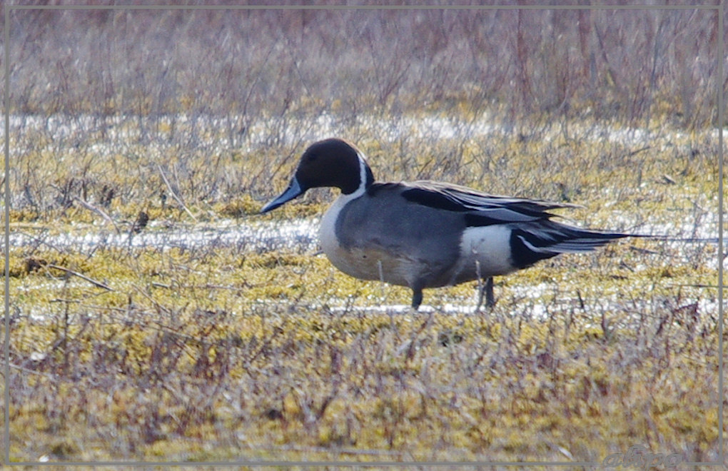 20130325_1635pijlstaart_Kennemermeer