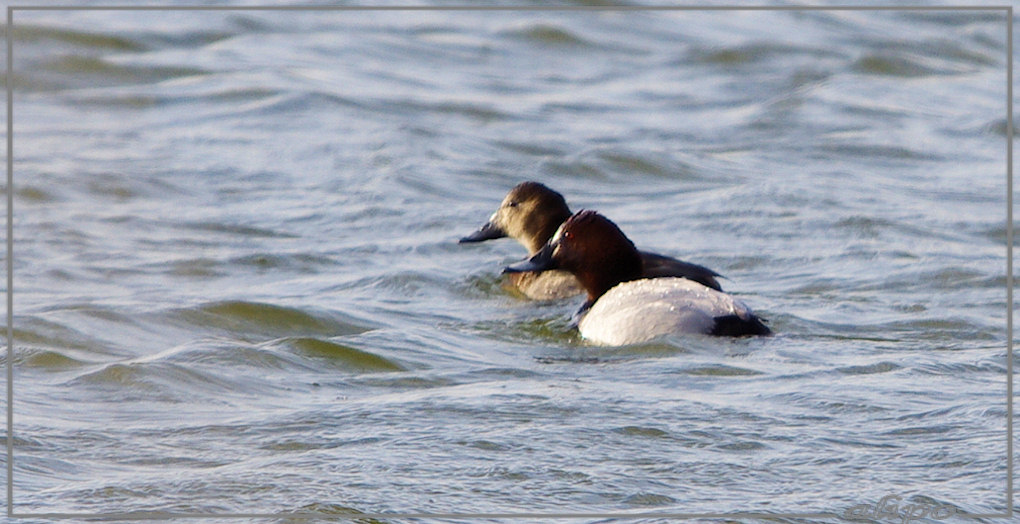 20130325_1706tafeleenden_Kennemermeer Pentax K5 400mm