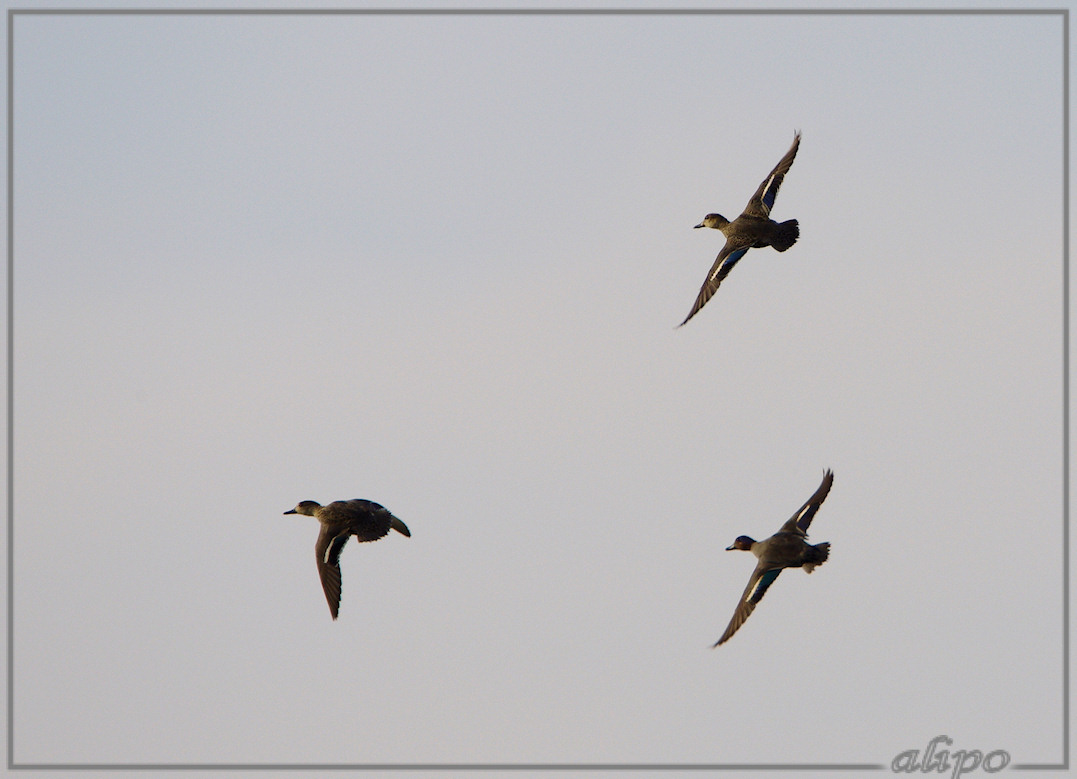 20130325_1707vliegende_wintertalingen_Kennemermeer Pentax K5 400mm